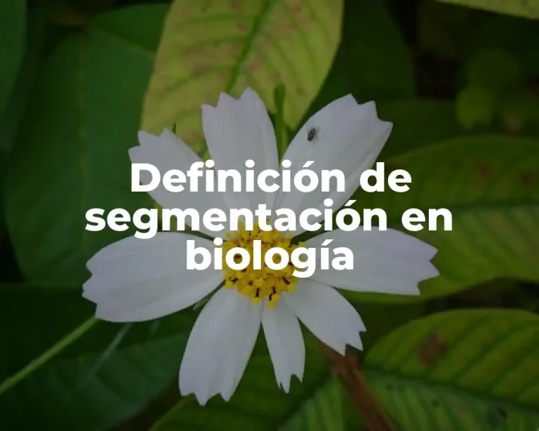 Definición de segmentación en biología