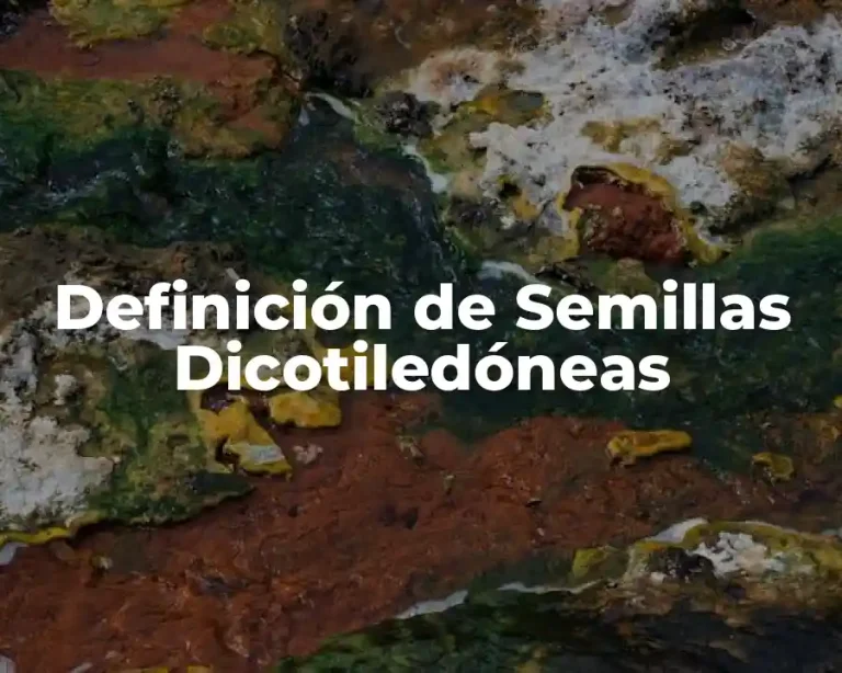 Definición de Semillas Dicotiledóneas