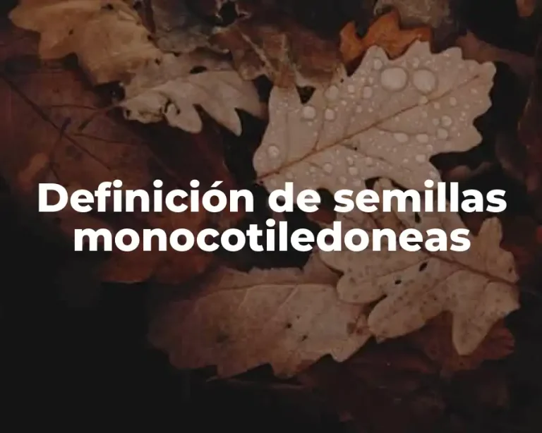 Definición de semillas monocotiledoneas