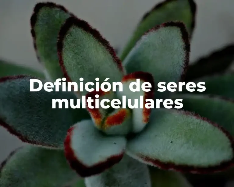 Definición de seres multicelulares