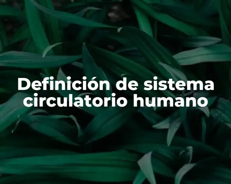 Definición de sistema circulatorio humano