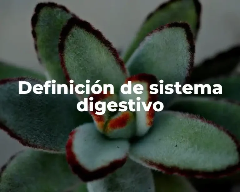 Definición de sistema digestivo