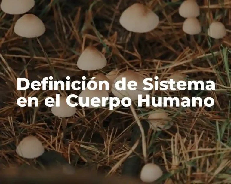 Definición de Sistema en el Cuerpo Humano