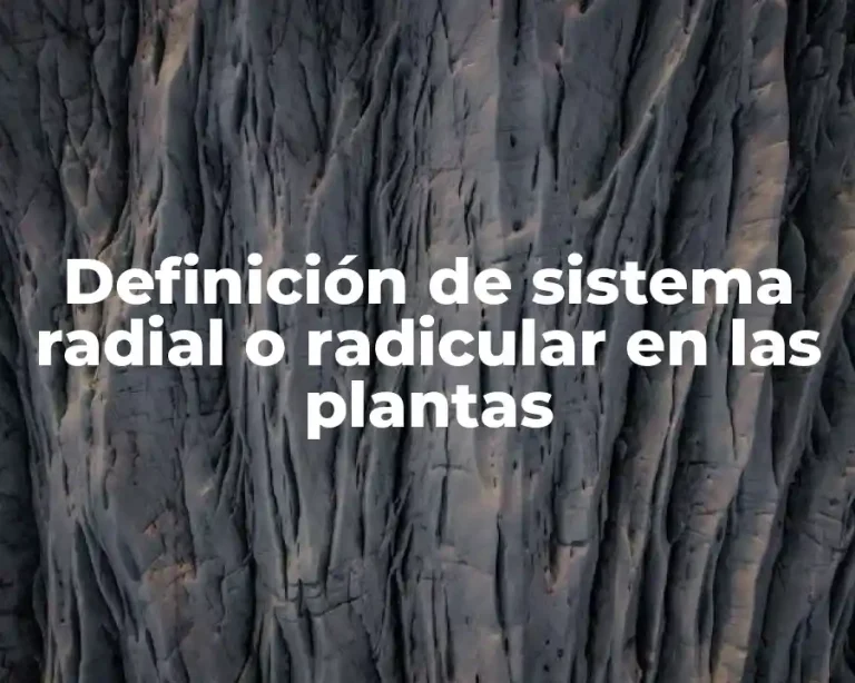 Definición de sistema radial o radicular en las plantas