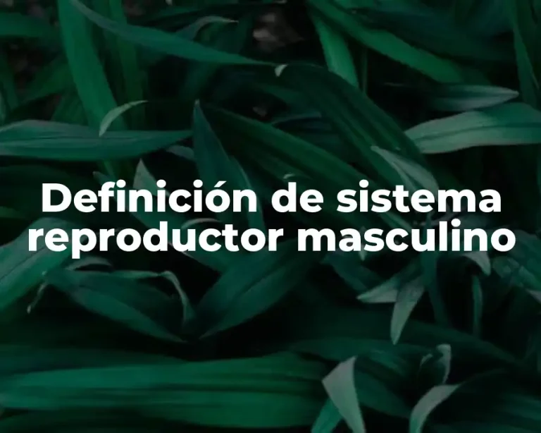Definición de sistema reproductor masculino