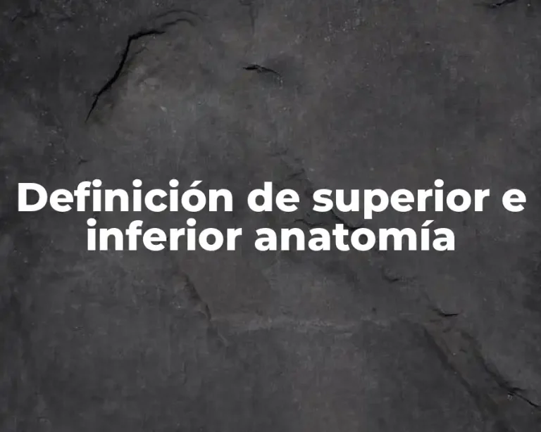 Definición de superior e inferior anatomía