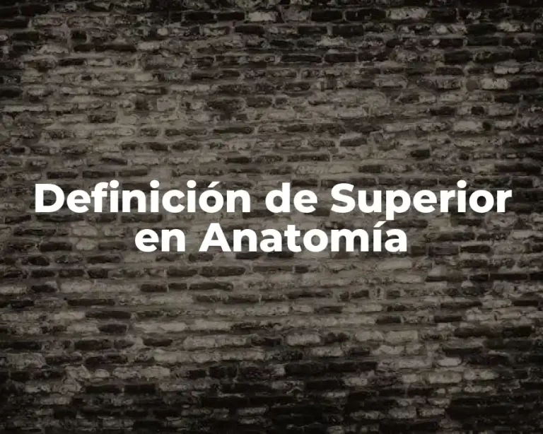 Definición de Superior en Anatomía