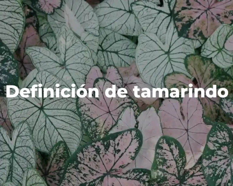 Definición de tamarindo