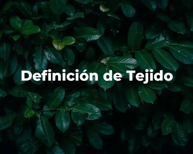 Definición de Tejido