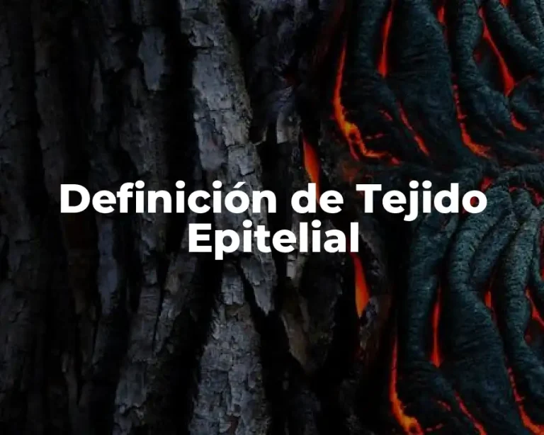 Definición de Tejido Epitelial