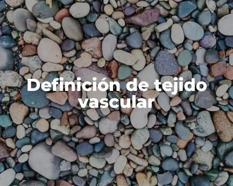Definición de tejido vascular