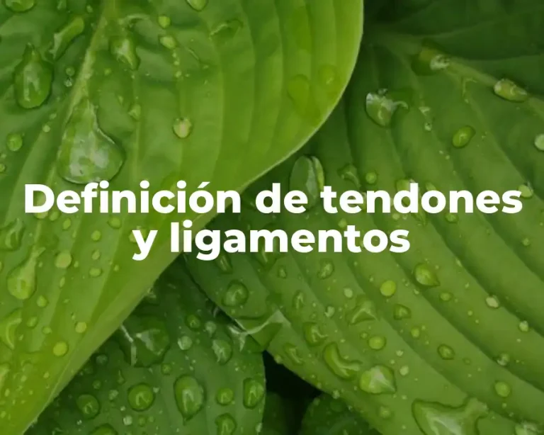 Definición de tendones y ligamentos