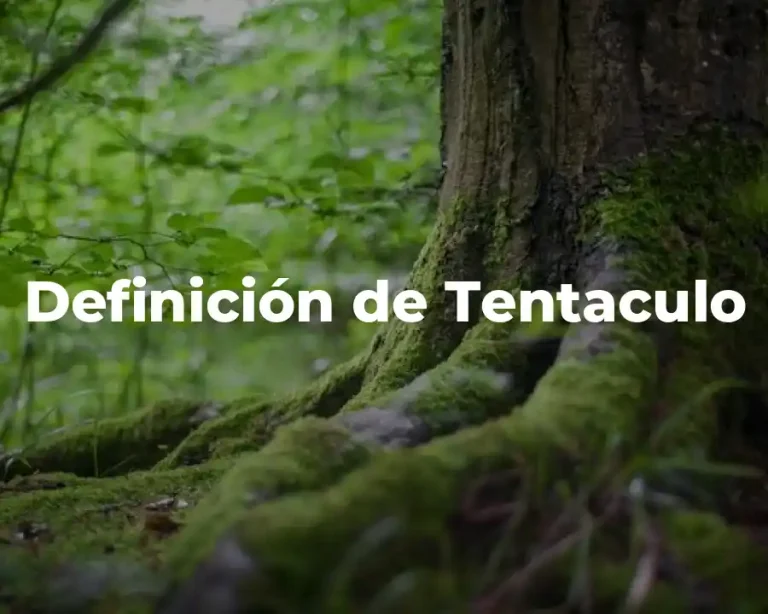 Definición de Tentaculo