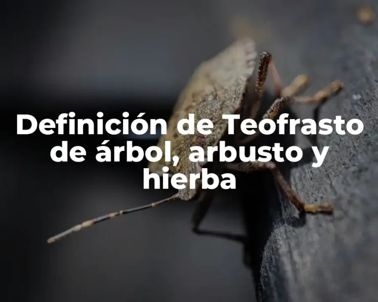 Definición de Teofrasto de árbol, arbusto y hierba