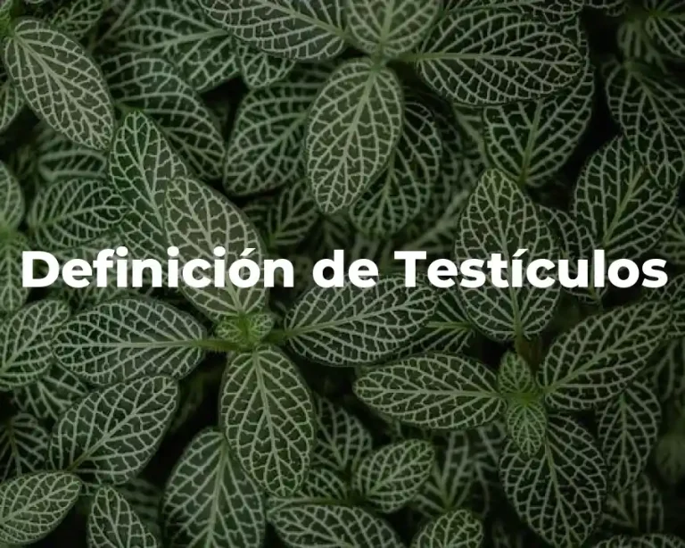 Definición de Testículos