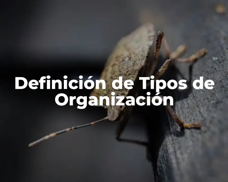 Definición de Tipos de Organización