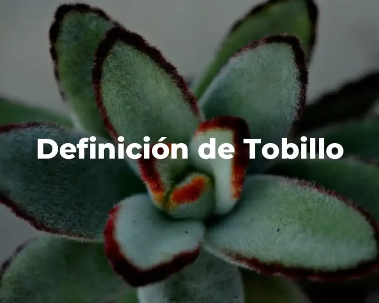 Definición de Tobillo