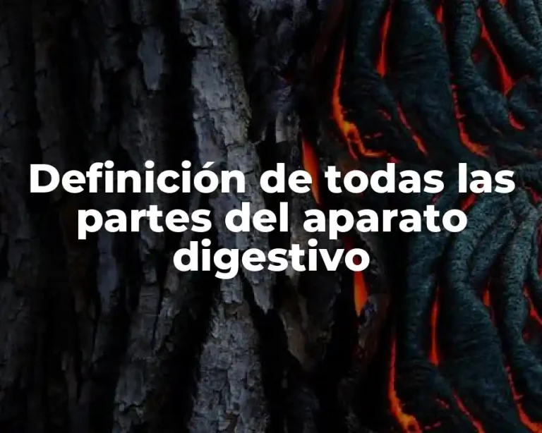 Definición de todas las partes del aparato digestivo