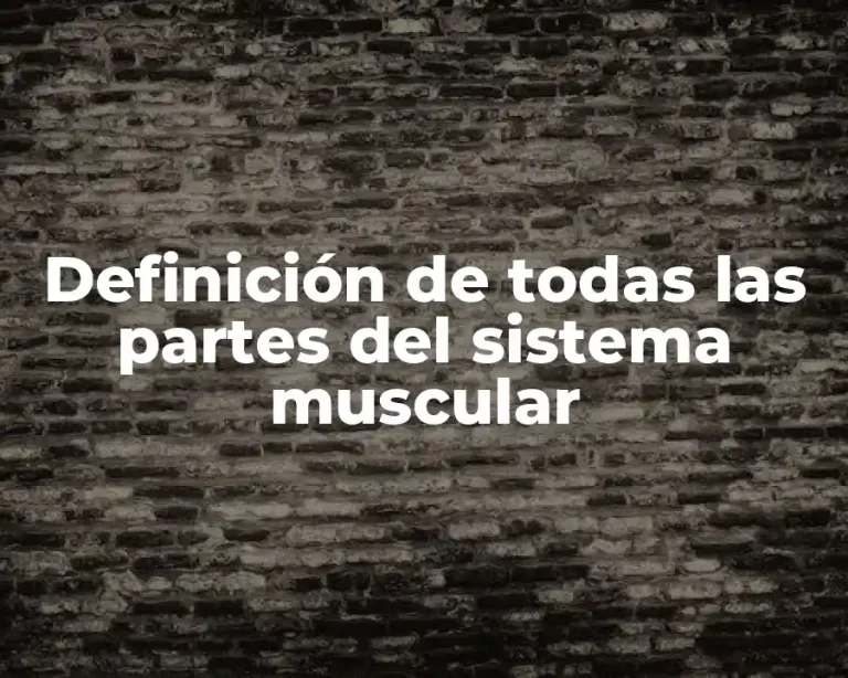 Definición de todas las partes del sistema muscular