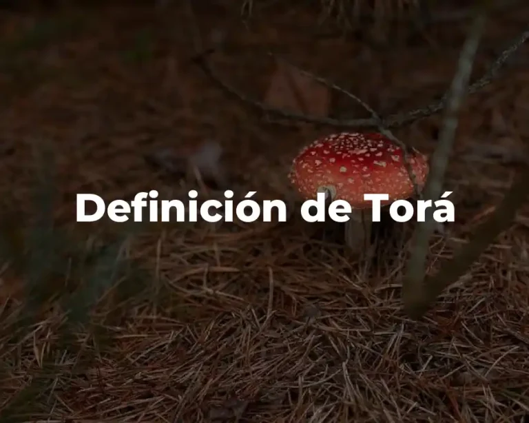 Definición de Torá