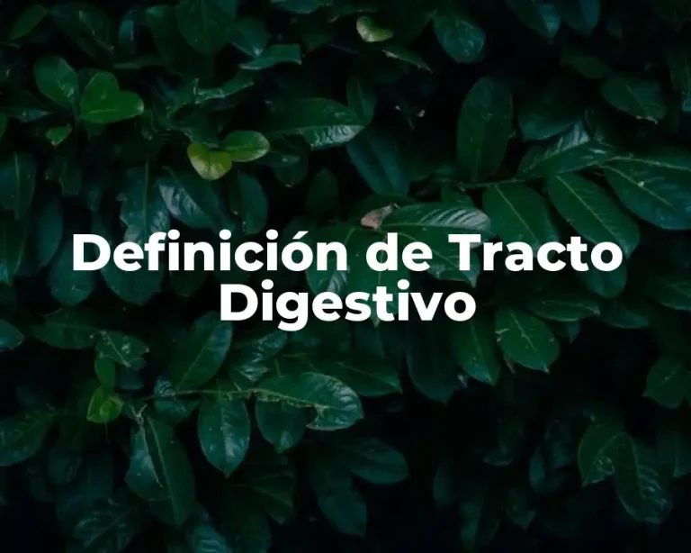 Definición de Tracto Digestivo