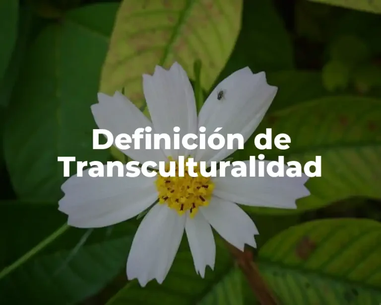 Definición de Transculturalidad