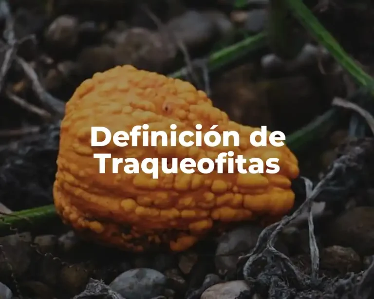 Definición de Traqueofitas