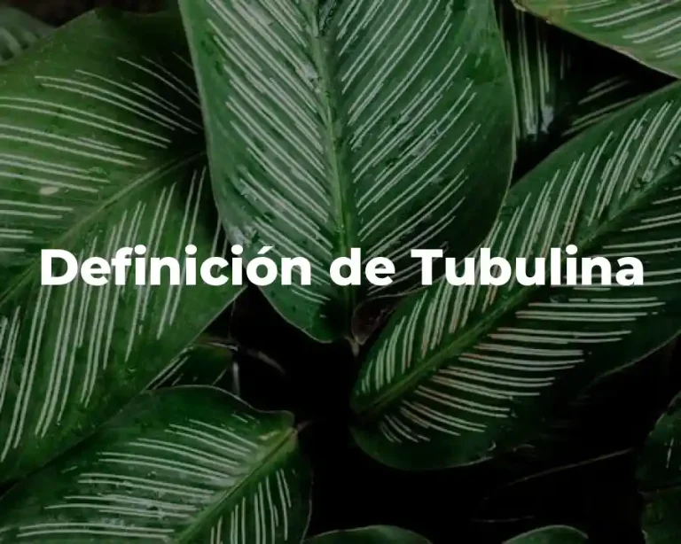 Definición de Tubulina