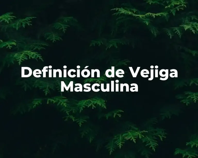 Definición de Vejiga Masculina