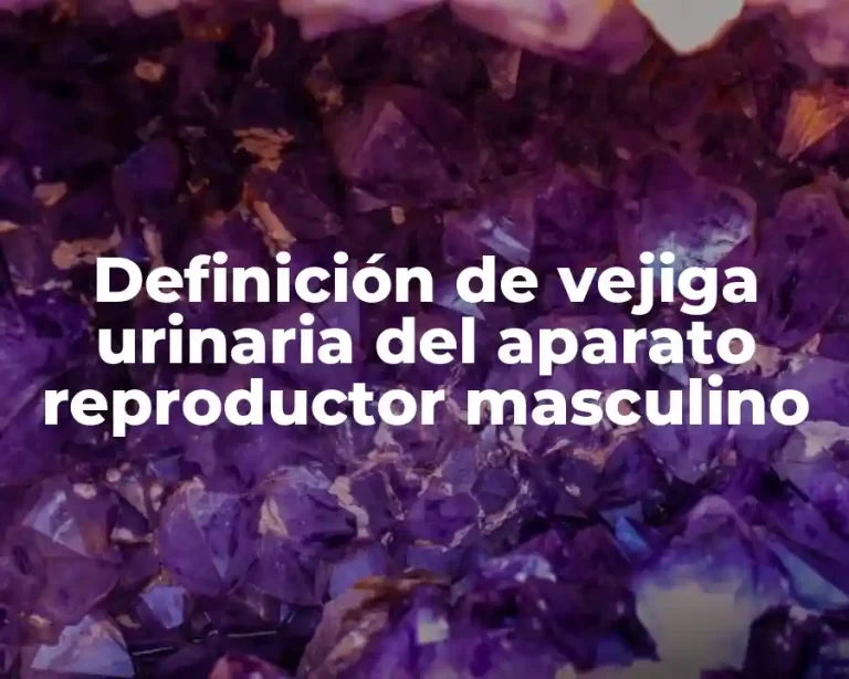 Definición de vejiga urinaria del aparato reproductor masculino