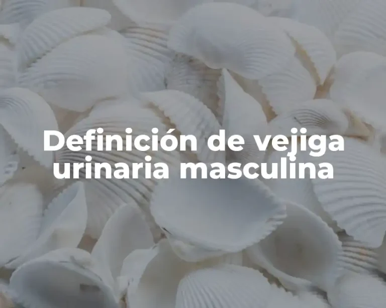 Definición de vejiga urinaria masculina