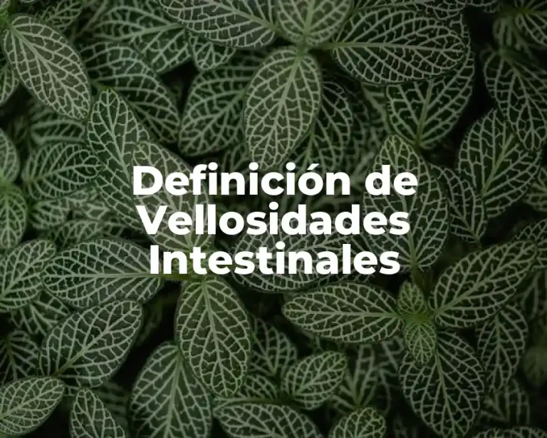 Definición de Vellosidades Intestinales