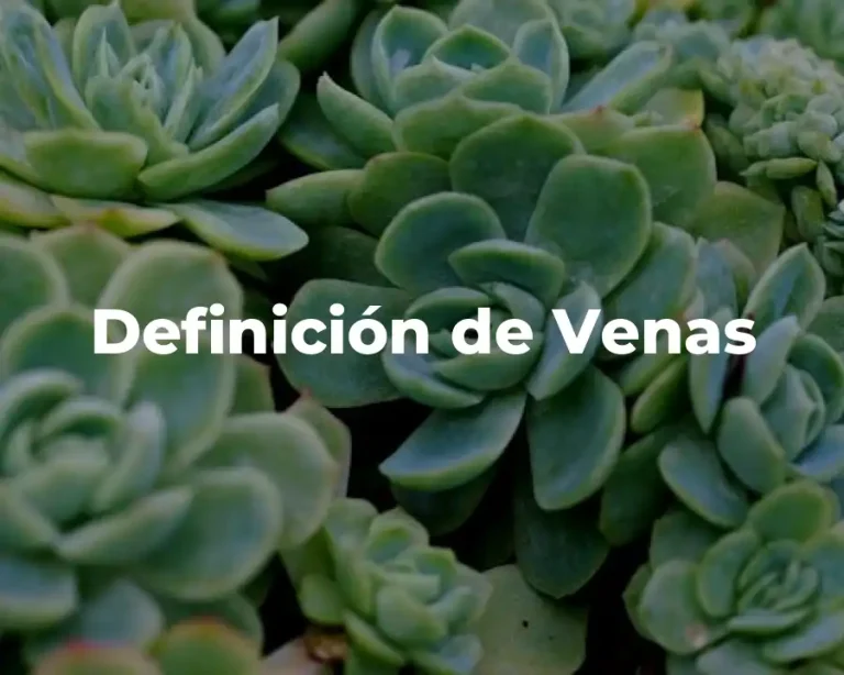 Definición de Venas