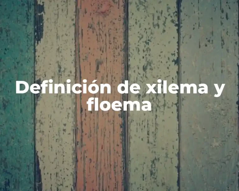 Definición de xilema y floema