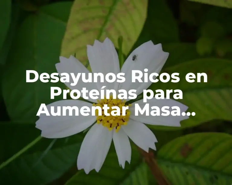 Desayunos Ricos en Proteínas para Aumentar Masa Muscular