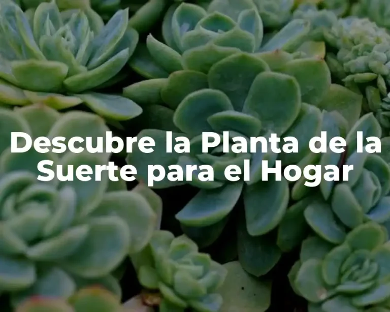 Descubre la Planta de la Suerte para el Hogar