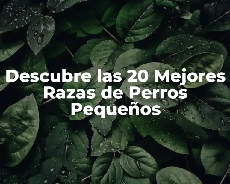Descubre las 20 Mejores Razas de Perros Pequeños