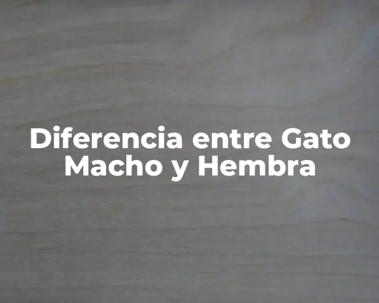 Diferencia entre Gato Macho y Hembra