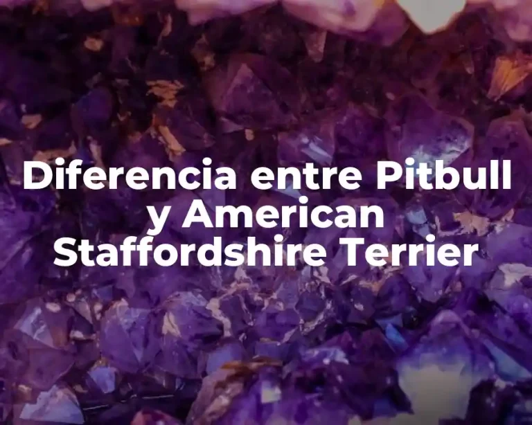 Diferencia entre Pitbull y American Staffordshire Terrier
