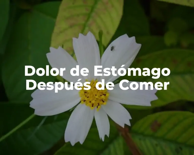 Dolor de Estómago Después de Comer