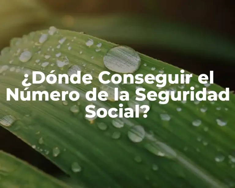 ¿Dónde Conseguir el Número de la Seguridad Social?
