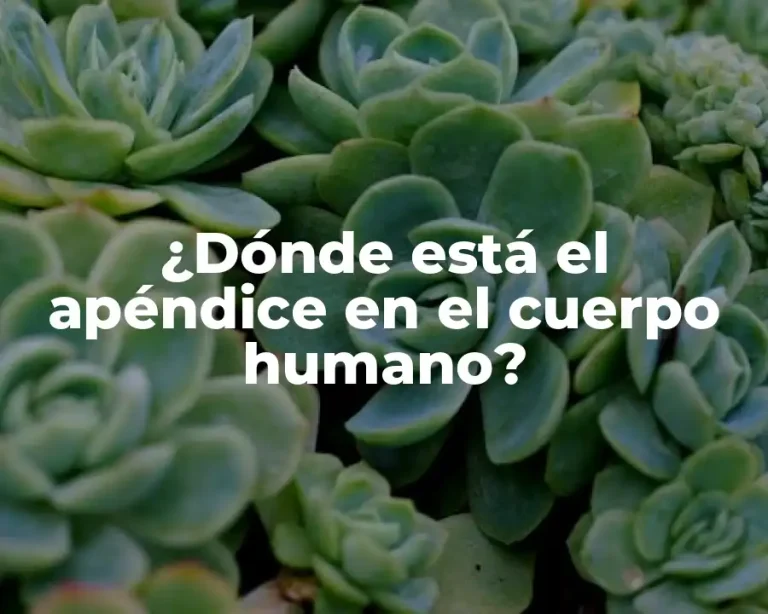 ¿Dónde está el apéndice en el cuerpo humano?
