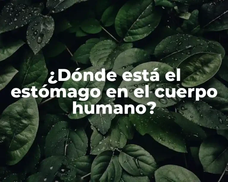 ¿Dónde está el estómago en el cuerpo humano?