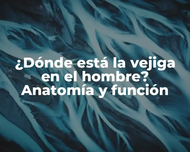 ¿Dónde está la vejiga en el hombre? Anatomía y función