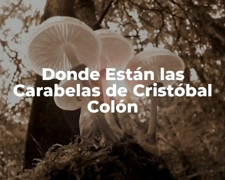 Donde Están las Carabelas de Cristóbal Colón
