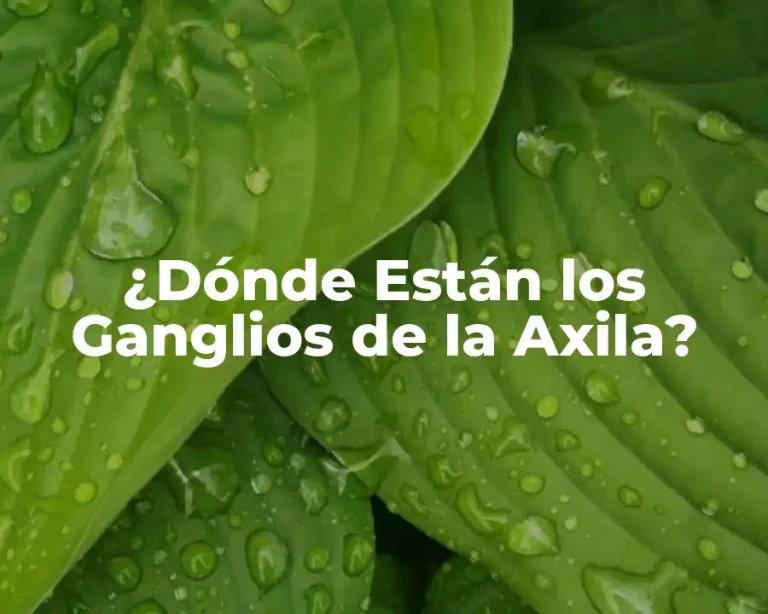 ¿Dónde Están los Ganglios de la Axila?