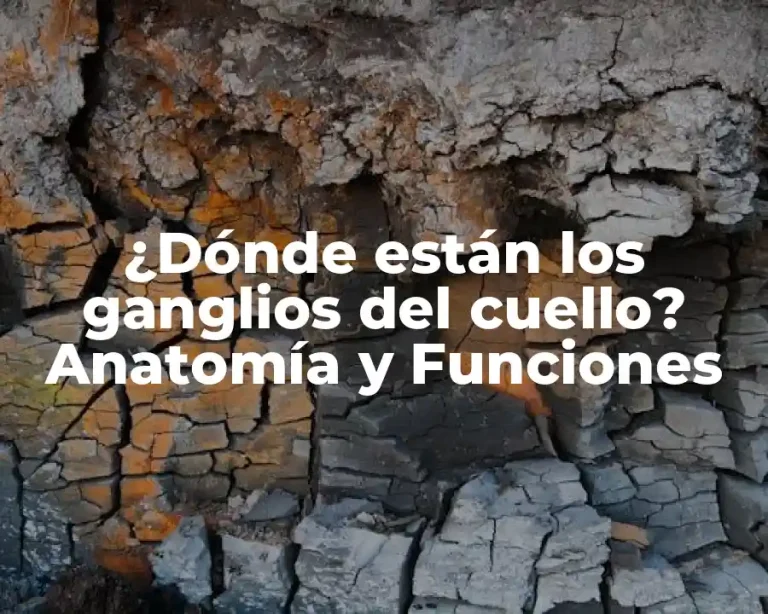 ¿Dónde están los ganglios del cuello? Anatomía y Funciones
