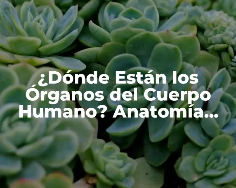 ¿Dónde Están los Órganos del Cuerpo Humano? Anatomía Completa