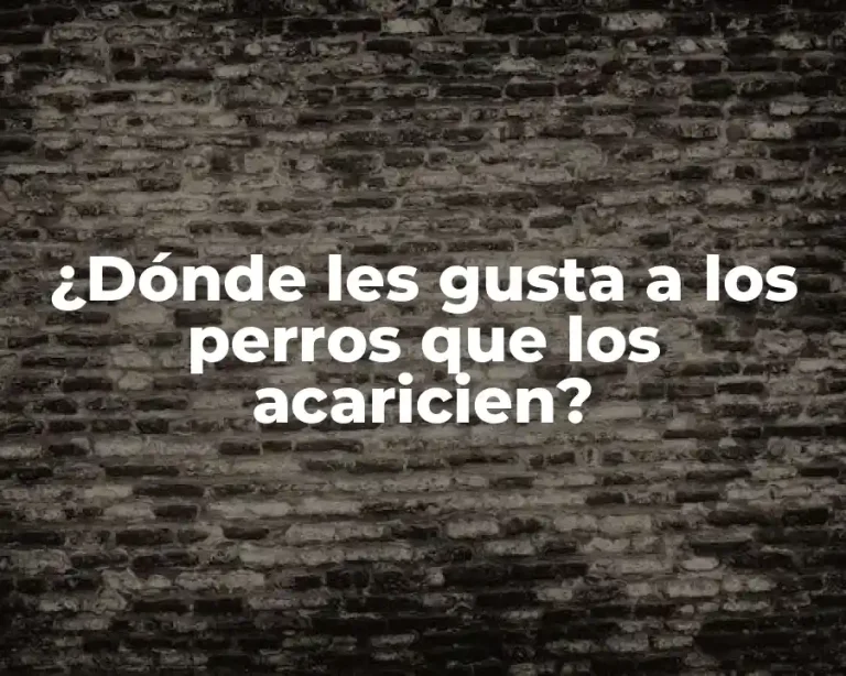 ¿Dónde les gusta a los perros que los acaricien?