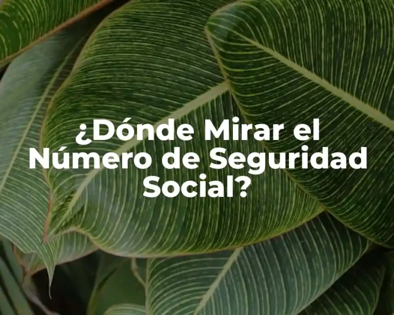 ¿Dónde Mirar el Número de Seguridad Social?